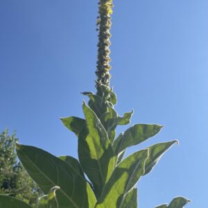 Root to Rise